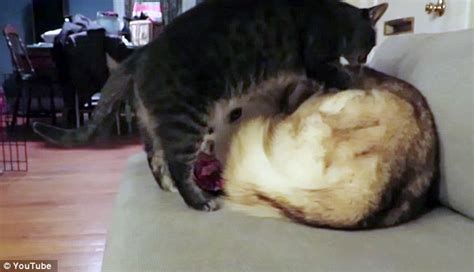 Cat Prefers Sleeping On Husky Friend Life With Dogs