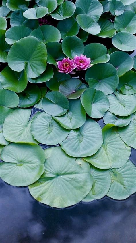 72 Best Lotus Flowers And Lily Pads Images On Pinterest Lotus Blossoms