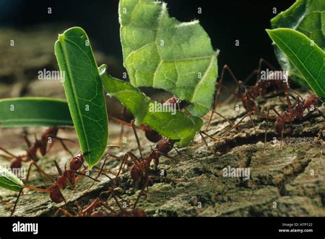 Leafcutter Ant Atta Sp Group Carrying Leaves Back To Nest Barro