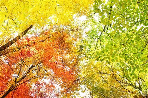 Trees In Fall Colors Stock Photo Image Of Colored Orange 11437094