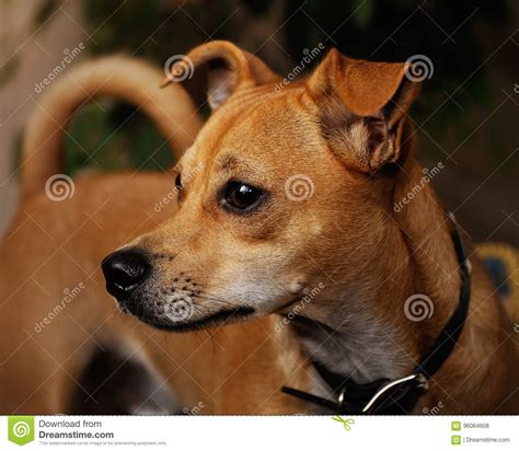 Chihuahua Jack Russell Mix Portrait Stock Photo Image Of