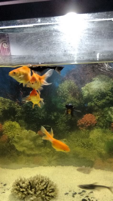 How To Keep A Goldfish Alive Goldfish Fish Pet Water Garden