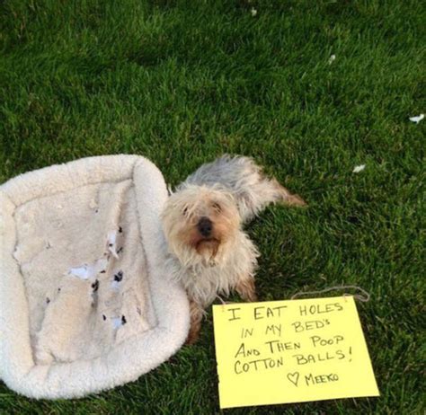 Funny And Clever Dog Pet Shaming 40 Pics