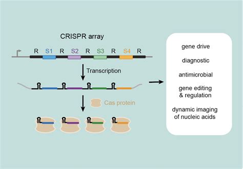 Beisel And Liao Receive Paper Of The Month Award For Crates A New