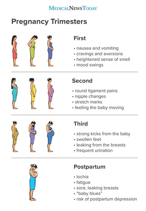 It corresponds to february and march months of the gregorian calendar. Style and beauty | Pregnancy trimesters: A guide