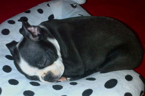 Sleeping Baby Ollie The Boston Terriers Puppydom Boston Terrier