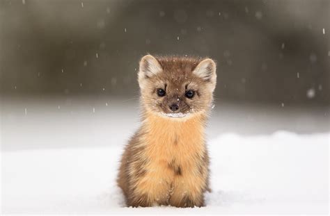 A Curious Baby Pine Marten Hanging Out In The Snow American Marten