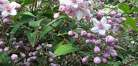 Snoeien na de bloei, net als bij hortensia' zal bij oudere planten , een derde van de oude takken tot beneden weggesnoeid mogen worden om de plant vitaal te houden. Deutzia Deutzia 'Mont Rose'