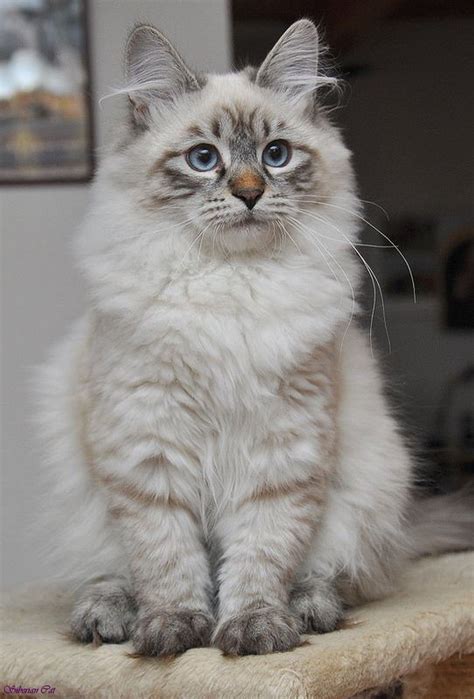 Siberian Cat Is A Landrace Variety Of Domestic Cat Present In Russia