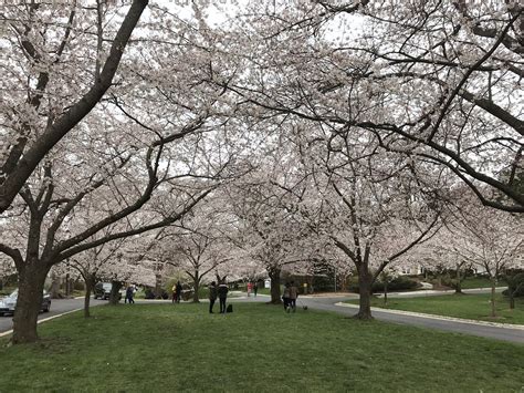 What You Need To Know About Cherry Blossom Viewing In Kenwood Md Visit Montgomery