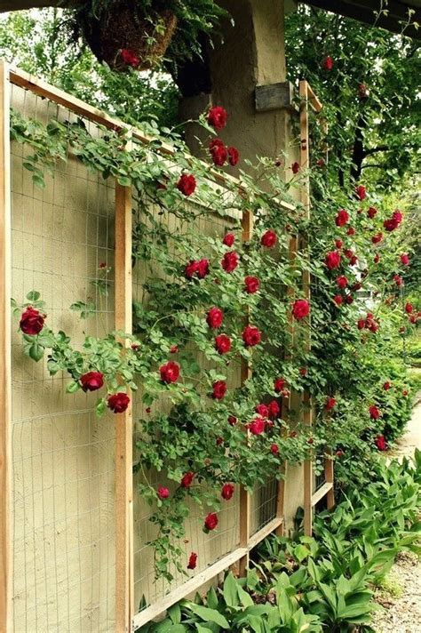 How To Make A Custom Rose Trellis Modern Design 2 Trellis Plants