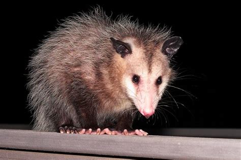 Opossum Removal Bestway Animal