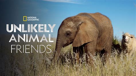 Watch Unlikely Animal Friends Full Episodes Disney