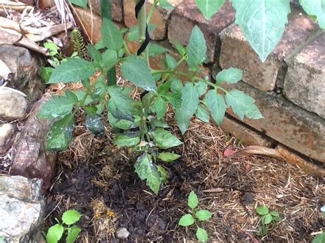 Your tomatoes will be turning black/brown on the bottom, with dark sunken craters forming—it will look like prune away the affected tomatoes. Tomato Plant Leaves Turning Black | ThriftyFun