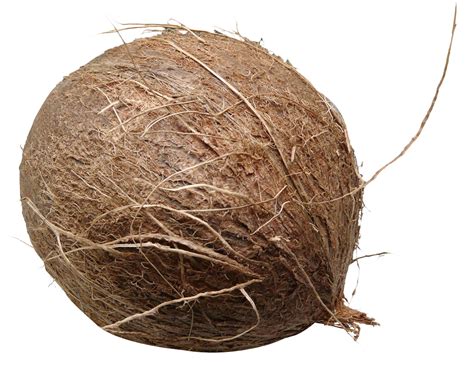Coconut Png Image Purepng Free Transparent Cc0 Png Image Library