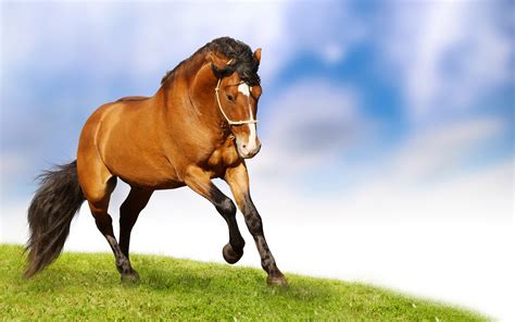 If you see some hd horse wallpaper free download you'd like to use, just click on the image to download to your desktop or mobile devices. Caballos fondos de pantalla, horses wallpapers hd