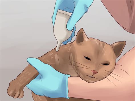 How To Treat Flea Bites In Cats With Pictures Wikihow