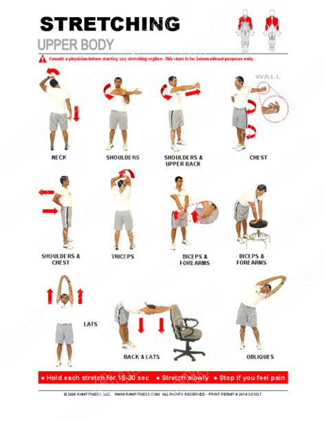 Skeletal muscle moves bones and other structures. Upper Body Stretches