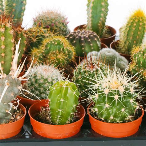 Cactus Mix 3 Plants House Office Live Indoor Pot Plant Ideal