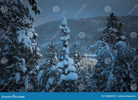 Deep Fresh Snow In Norwegian Forest Boreal Landscapes In Winter Stock