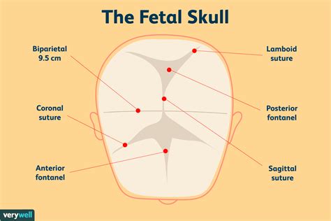 Fetal Positions For Labor And Birth