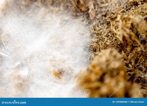 Mushroom Growth Medium With Mycelium And Fungal Spores Macro My Xxx