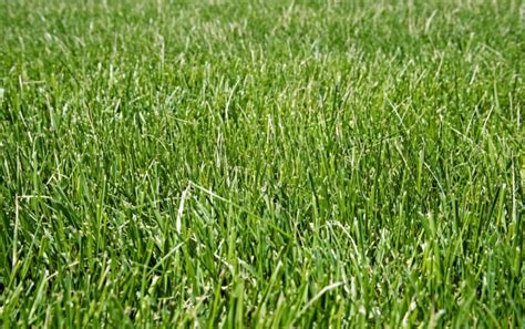 Fescue Grass For Lawns The Ultimate Guide Lawn Chick