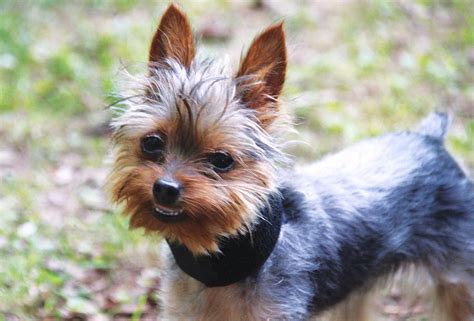 Like humans, yorkies also gradually lose their baby teeth. Yorkshire Terrier Double Teeth | Dog Breed Information
