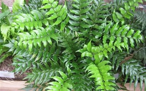 Holly Fern Serrated Sharp Tipped Holly Like Leaves Evergreen That