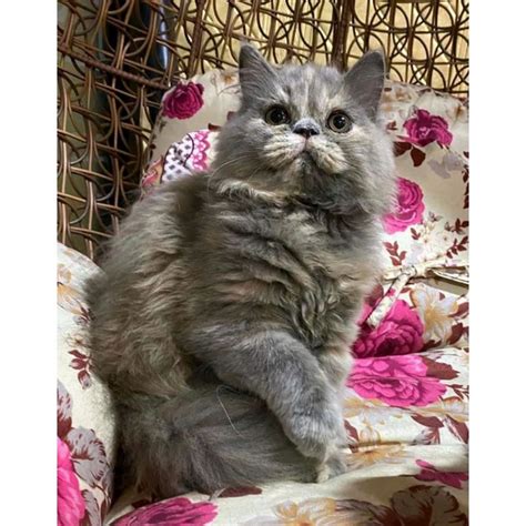 Jual Kucing Kitten Persia Medium Anggora Himalaya Flatnose Peaknose Bulu Kapas Long Hair Bengal