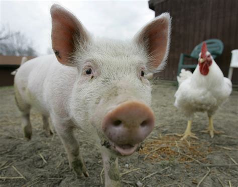 Campaign Aims To Show Farm Animals Intelligence The Spokesman Review