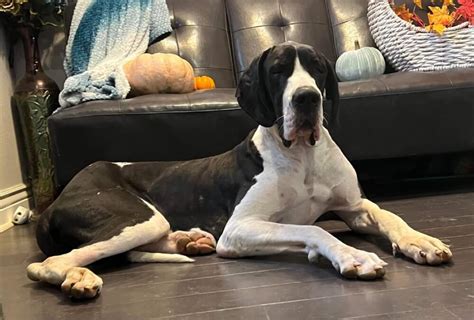 Lily 16 Month Old Heavy Euro Mantle Female Great Dane Great Dane