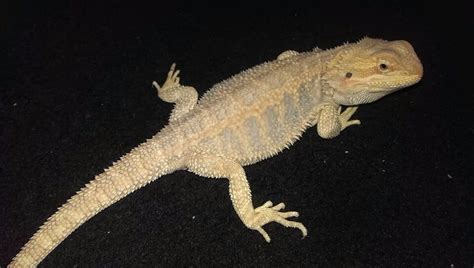 Citrus Female Bearded Dragon Hypo He Trans In Llanelli