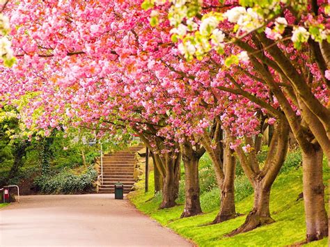 Park Blooming Trees Cherries Beautiful Spring Wallpapers Hd For Desktop