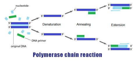 Polymerase Chain Reaction Pcr Histogenotech