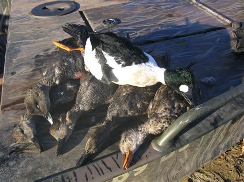 Rare Ducks Harvested In Oklahoma Oklahoma Duck Hunting