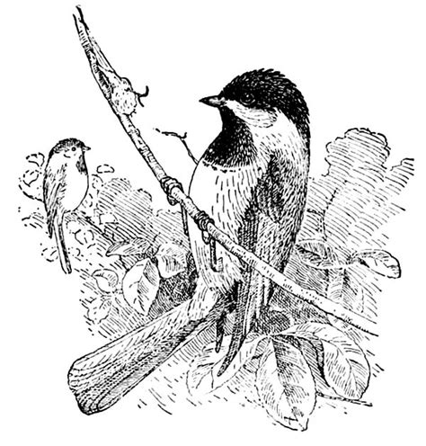 Hello there folks , our newly posted coloringimage which you canuse with is cute black capped chickadee coloring page, listed on chickadeecategory. Awesome Drawing Of A Chickadee Coloring Page - Download ...