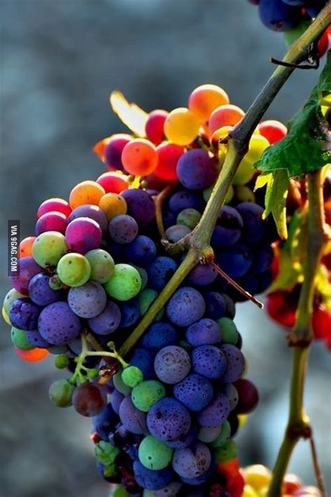 Rainbow Grapes Rainbow Grape Grapes Fruit