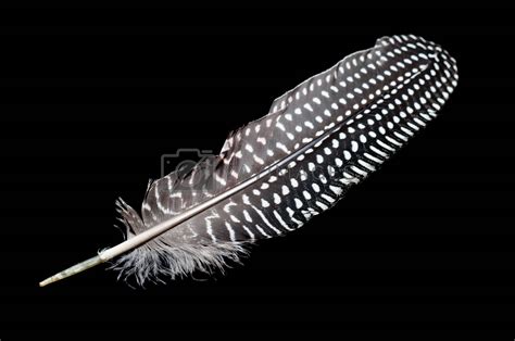 Spotted Feather On Black By Timh Vectors And Illustrations Free Download