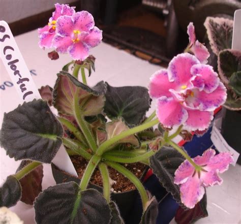 Photo Of The Entire Plant Of African Violet Saintpaulia Rs Colorful
