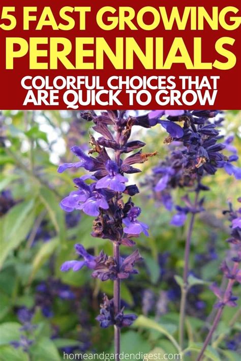 5 Fast Growing Perennials Colorful Choices That Are Quick To Grow