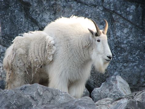 Mountain Goat | This large, impressive Mountain Goat resides… | Flickr