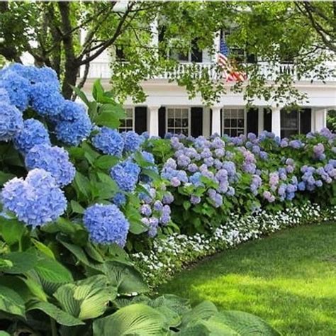 Beautiful Hydrangea Design Ideas Landscaping Your Front Yard