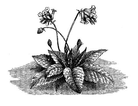 Antique Images Digital Download Of Wildflower Cowslip Flower Image