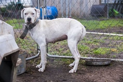 Fighting Breeder Busted In Alabama 60 Dogs Rescued