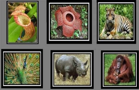 10 Fauna Dan Flora Terlangka Di Indonesia Flora Dan Fauna