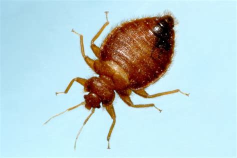 Insects That Look Like Bed Bugs But Aren T Alqurumresortcom