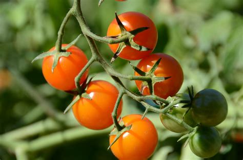 Is A Tomato A Fruit One To Grow On Agriculture Podcast