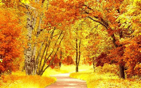 Yellow Autumn Landscape Phone Wallpapers