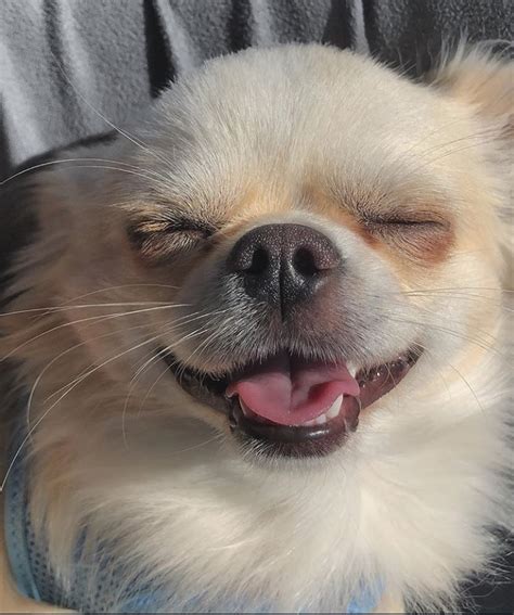 Smiling Chihuahua Rpuppysmiles